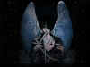 angelwallpaper2.jpg (88411 octets)
